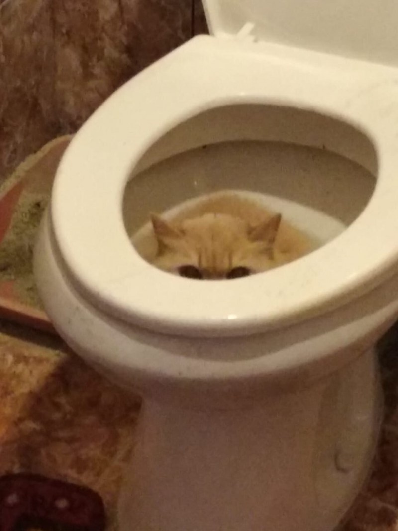 Кот на унитазе
