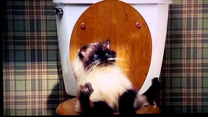 Кот на унитазе