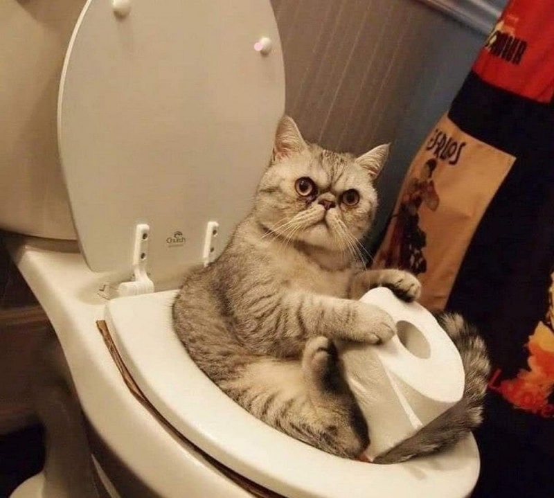 Кот на унитазе
