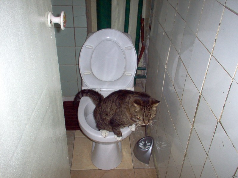Кот в туалете
