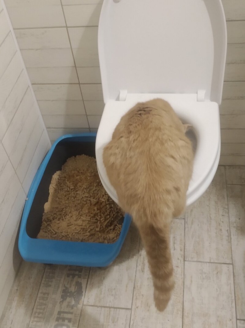 Кот в туалете