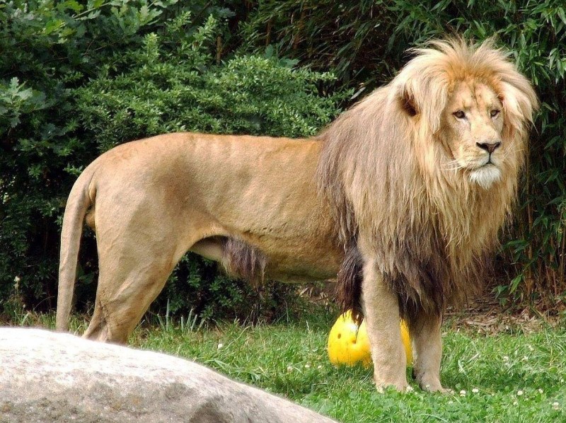 Капский Лев (Panthera Leo melanochaita)