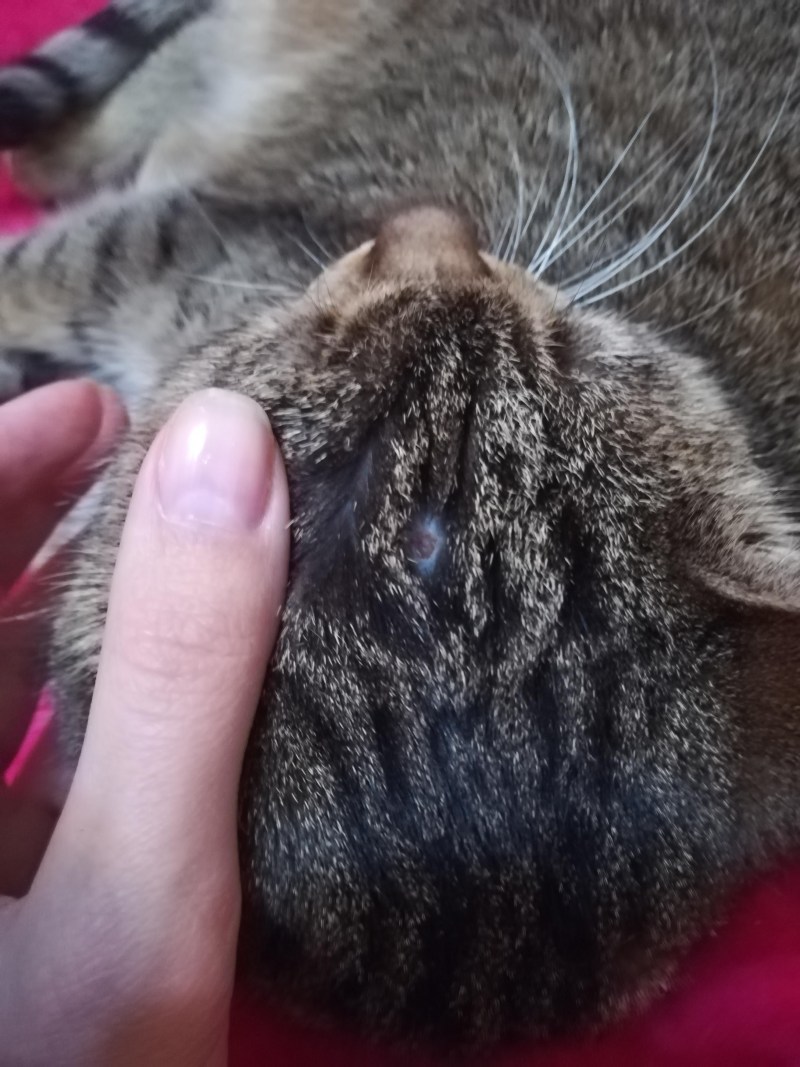 Пищевая аллергия у кошек