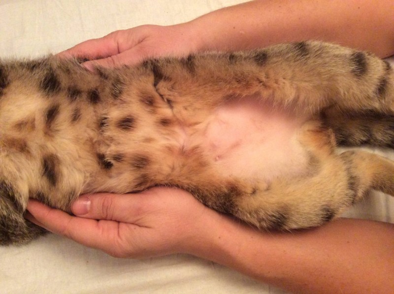 Аллергия у котенка симптомы