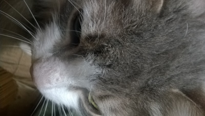 Клещ у кошки на подбородке