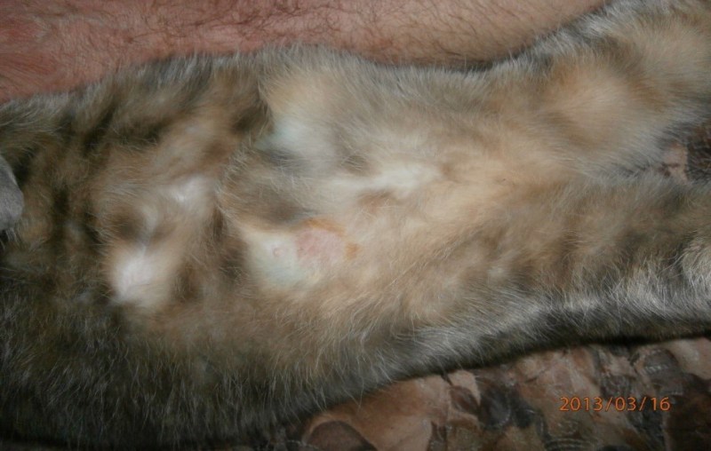 Кошачьи кожные заболевания