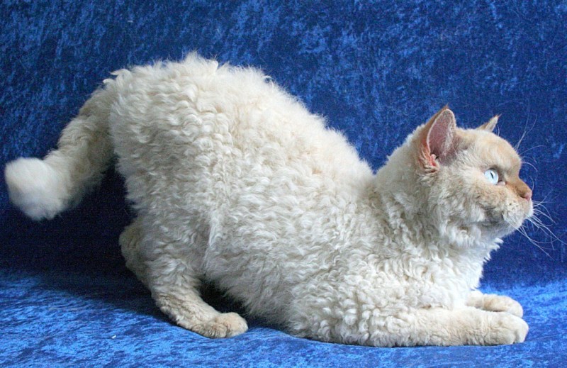 Селкирк рекс
