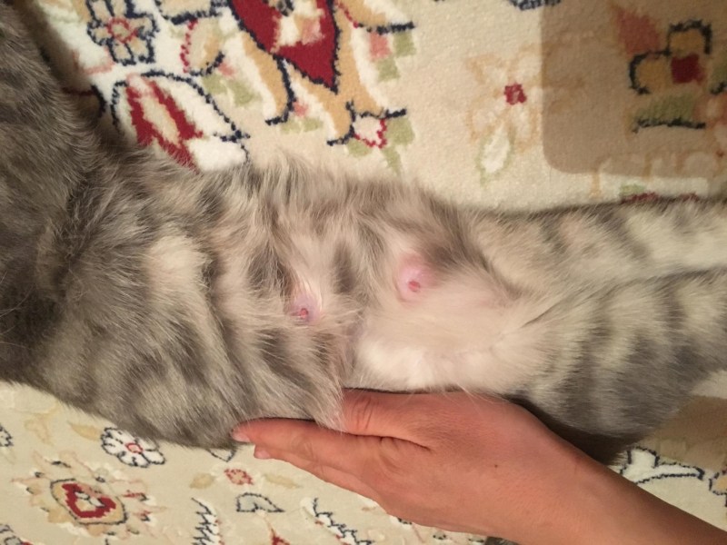 Кошачий стригущий лишай