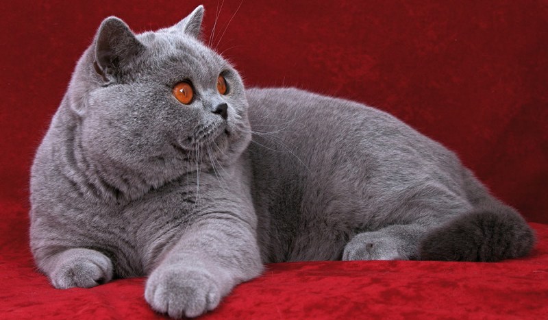 Кот породы британец