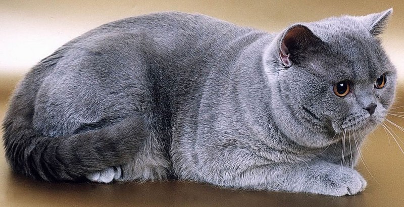 Кошка с плюшевой шерстью