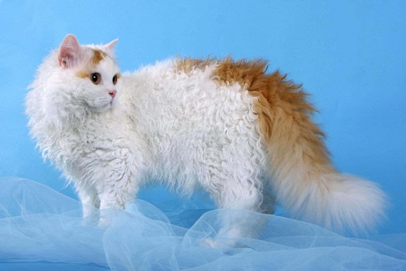 Британец кошка