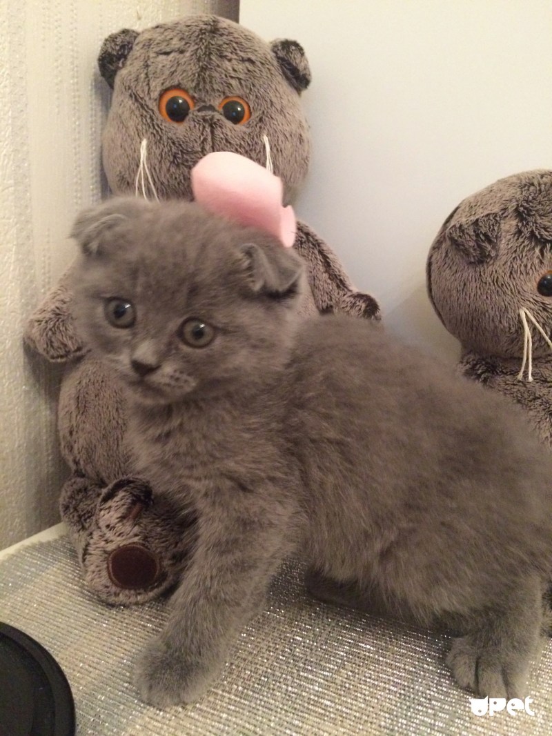 Кот с плюшевой шерстью
