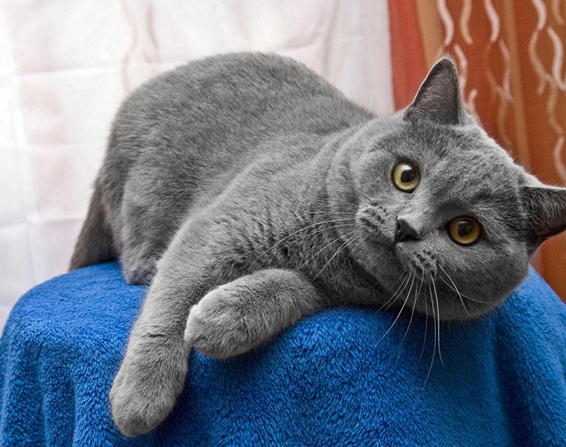 Британская короткошёрстная кошка