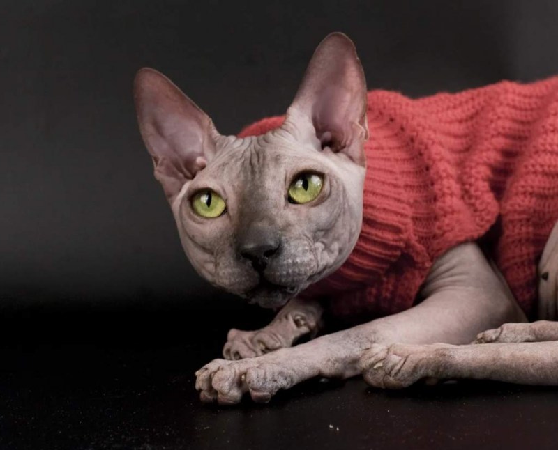 Британский короткошерстный кот