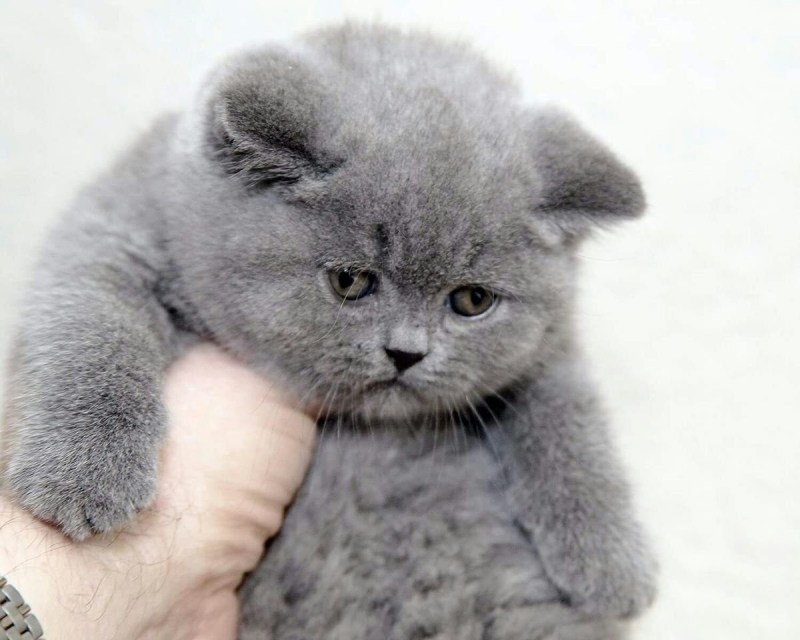 Кот Селкирк рекс