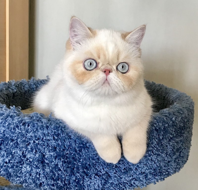 Кот породы Девон рекс