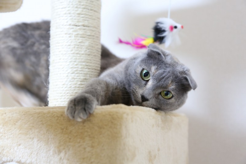 Кошки вислоухие британцы