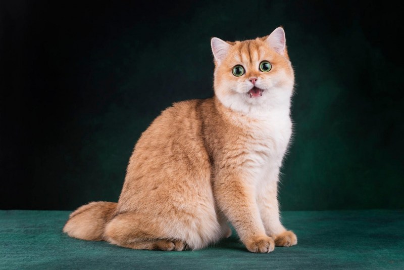 Кошка Овечка Селкирк рекс