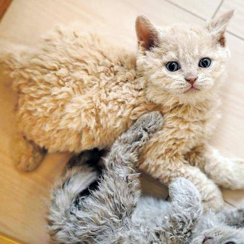 Кошка Селкирк рекс