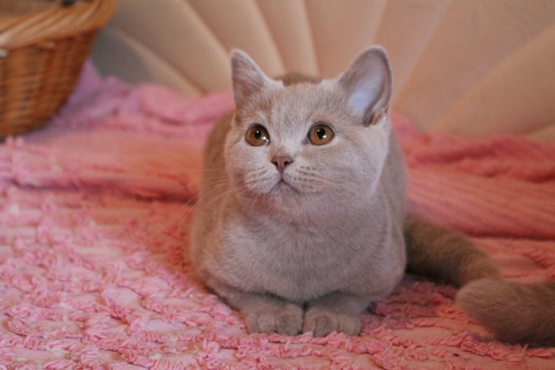 Породы кошек с плюшевой шерстью