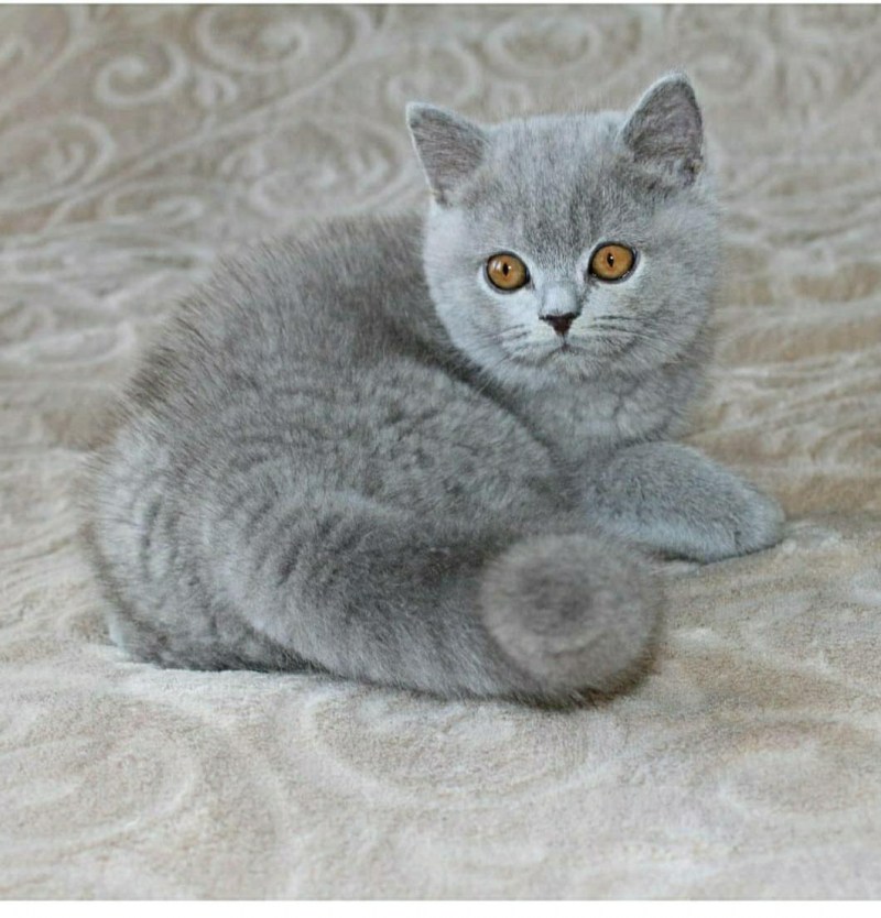 Британская кошка короткошерстная серая