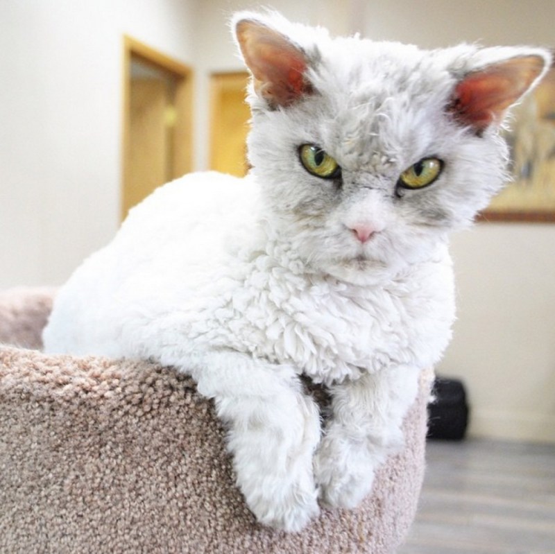 Британский короткошерстный кот