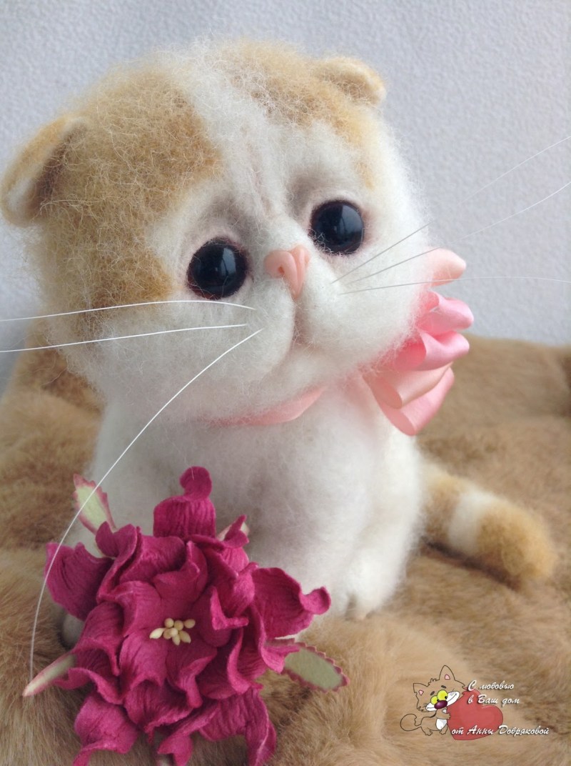 Шотландская вислоухая кошка голубая плюшевая