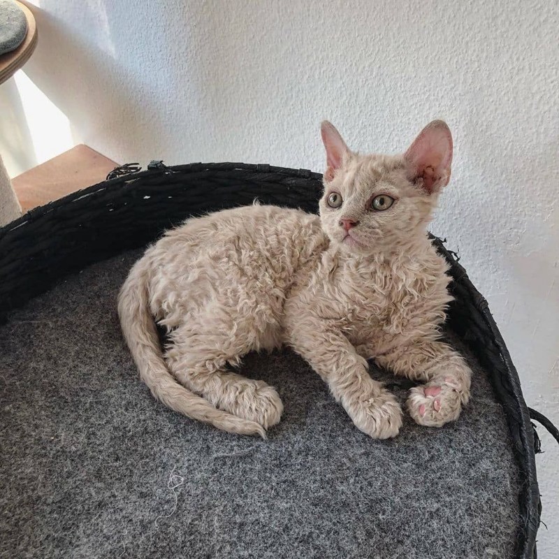Лиловый кот британец прямоухий