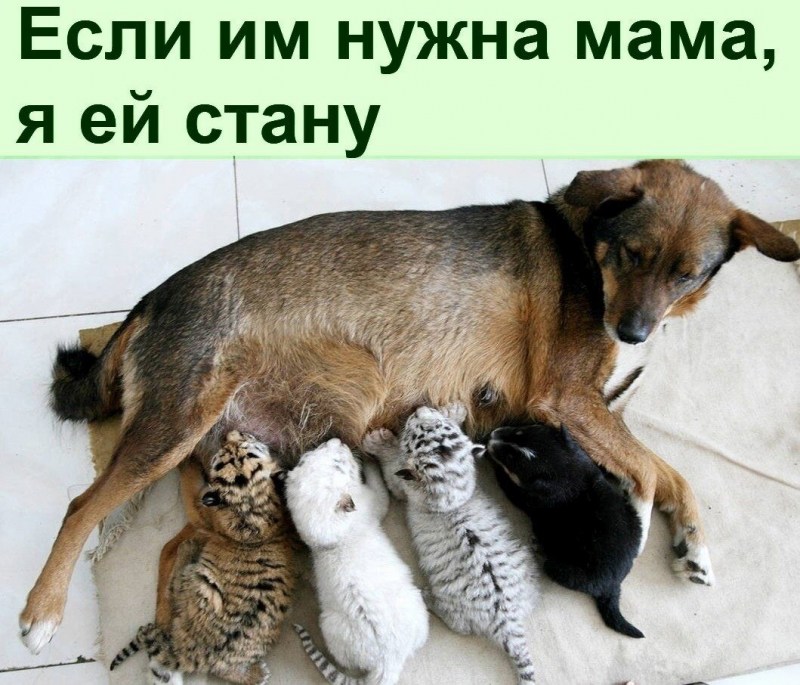 Чужих детей не бывает животные