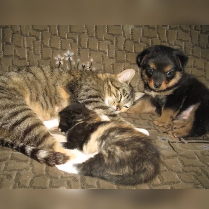 Кошка усыновила щенка