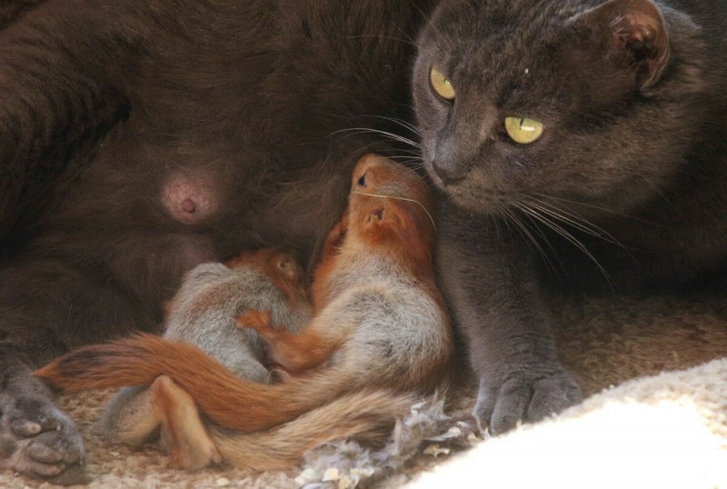 Собака выкормила котят