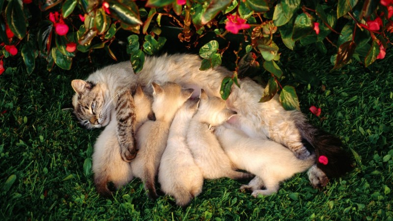 Кормящая кошка