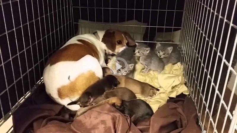 Собака выкормила котят