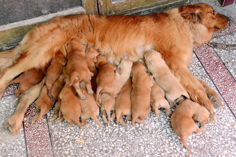 Собачий и кошачий корм