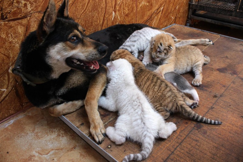 Собака выкормила котят
