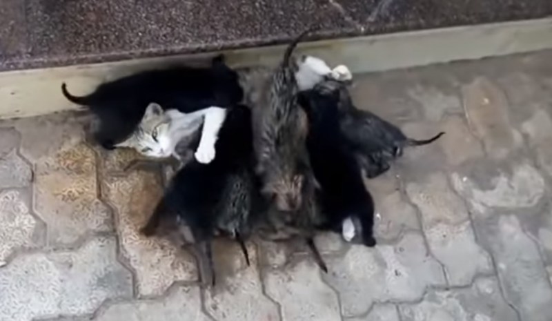 Кошка прогоняет своих котят ?