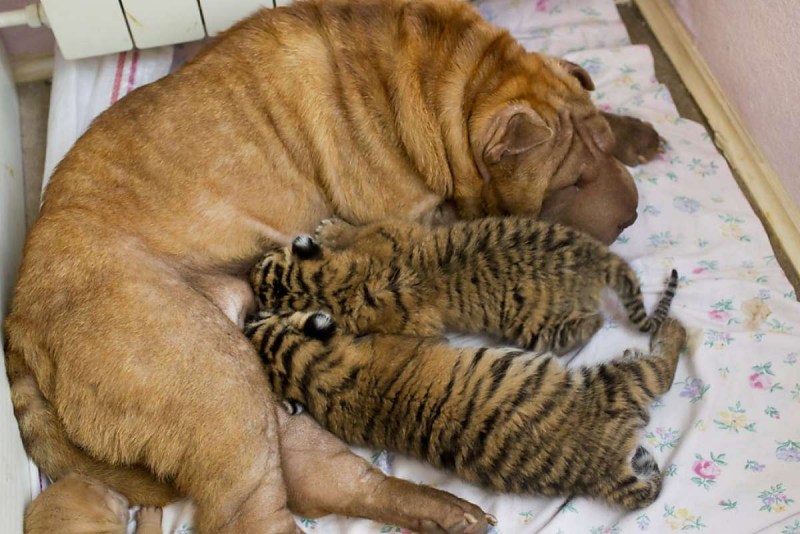 Кот шарпей