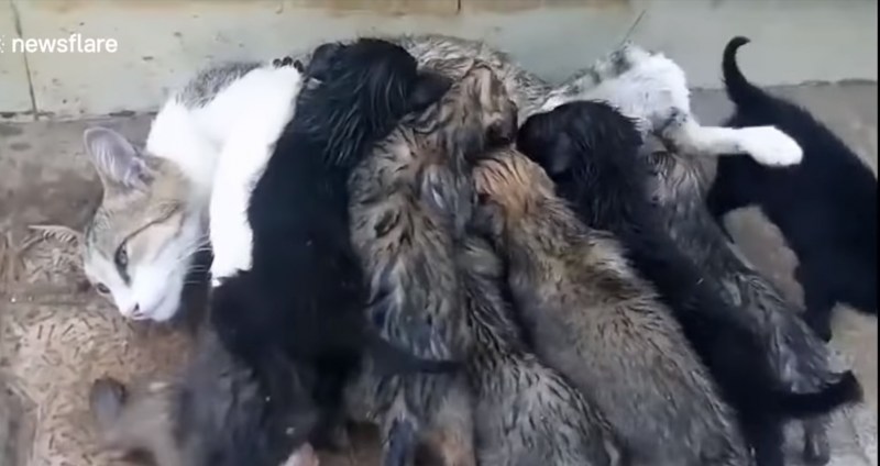 Кошка выкормила опоссума
