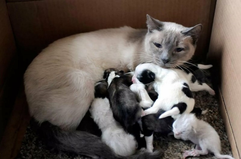 Кошка кормит котят