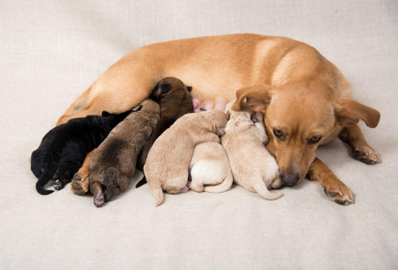 Miniature Fox Terrier