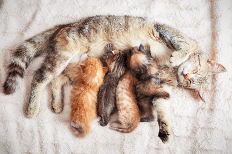 Кормление бездомных кошек