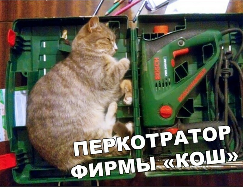 Кот ремонт