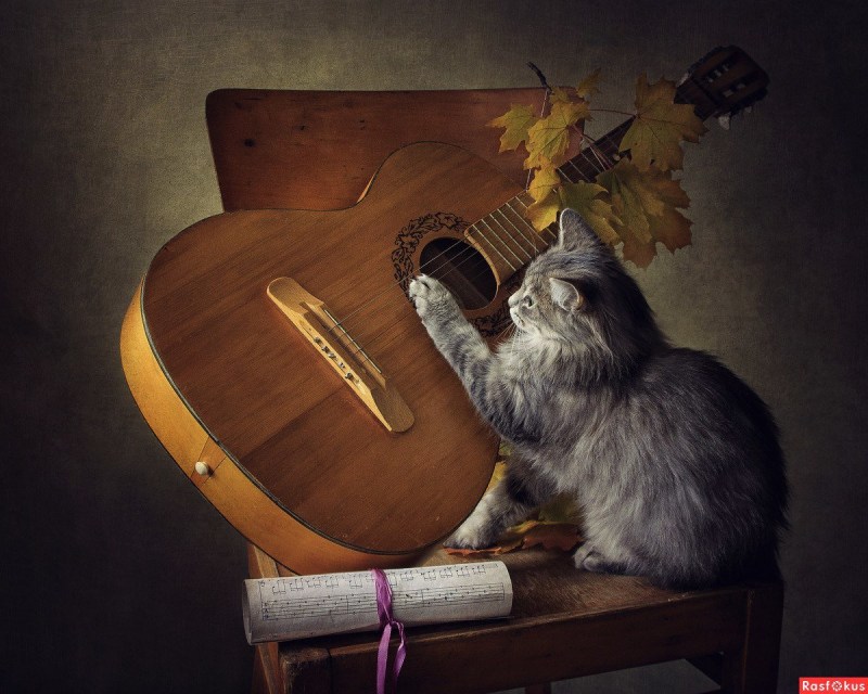 Кот с гитарой
