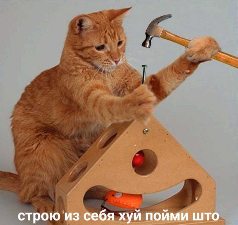 Мемы про котов