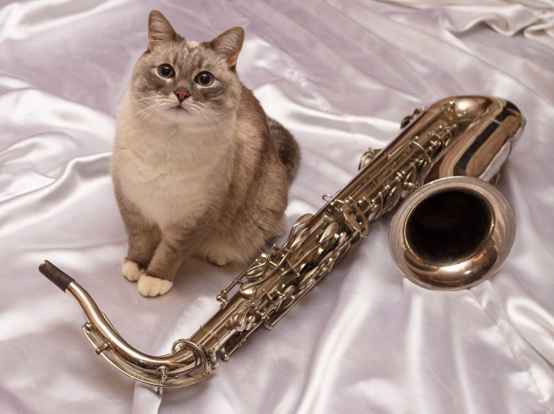 Кот саксофонист