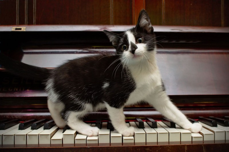 Пианино «котёнок»