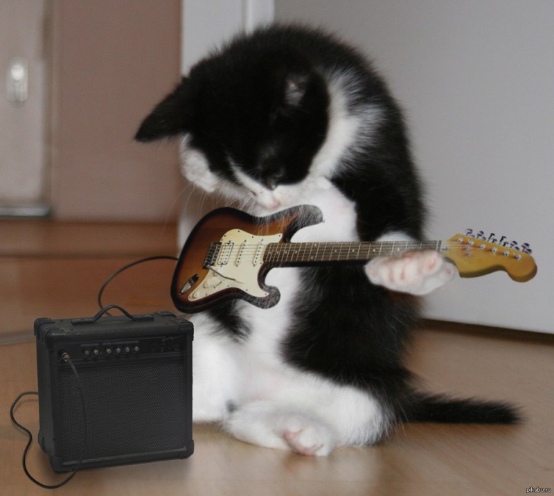Кот с гитарой