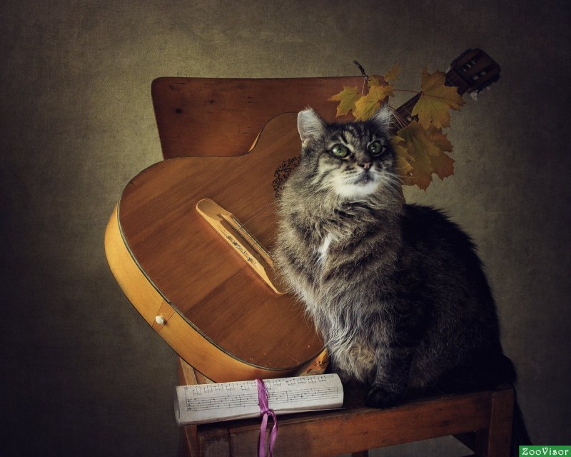 Кот с гитарой