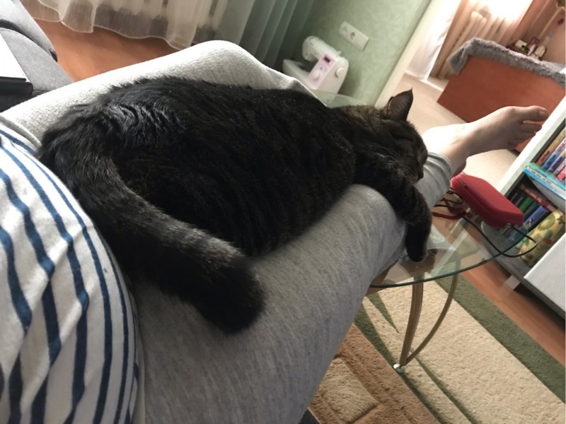 Кот уснул на ногах