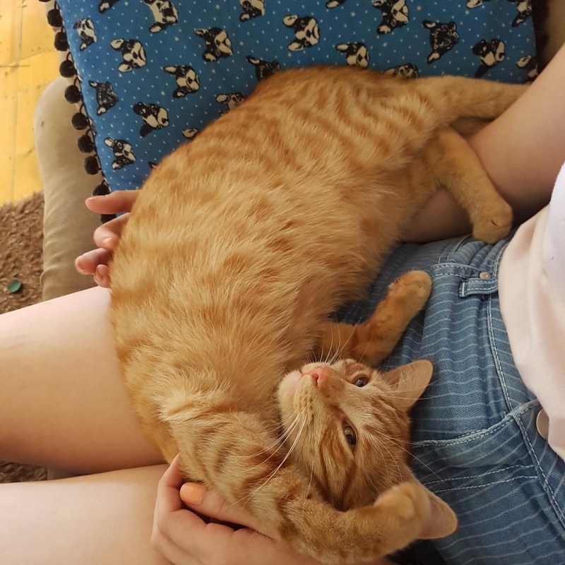 Обычные позы рыжих котов